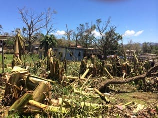 Damaged banana trees in Port Vila Photo Angus Hohenboken / Oxfam
