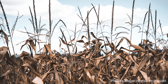 Growing Hunger with the Climate Crisis and the Pandemic in the Central American Dry Corridor