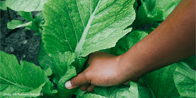 hand harvesting plant