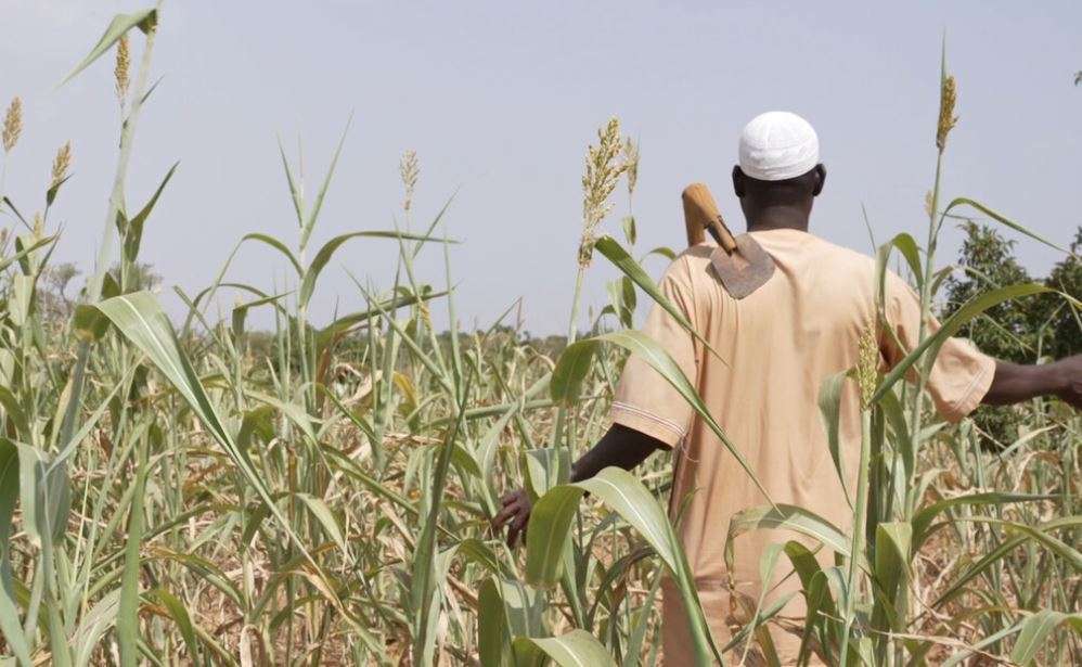 A man stands in a cornfield