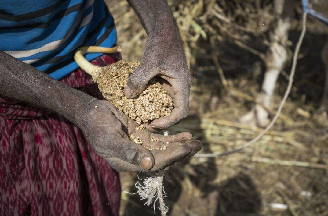 Hands holding damaged crops