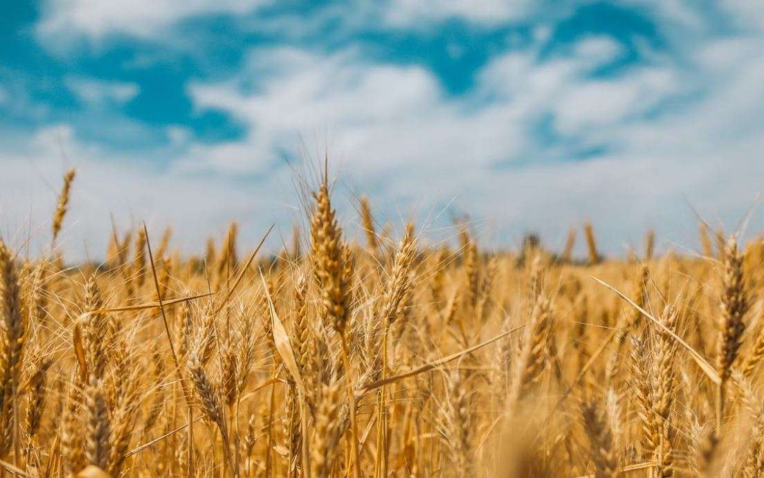 Field of grain