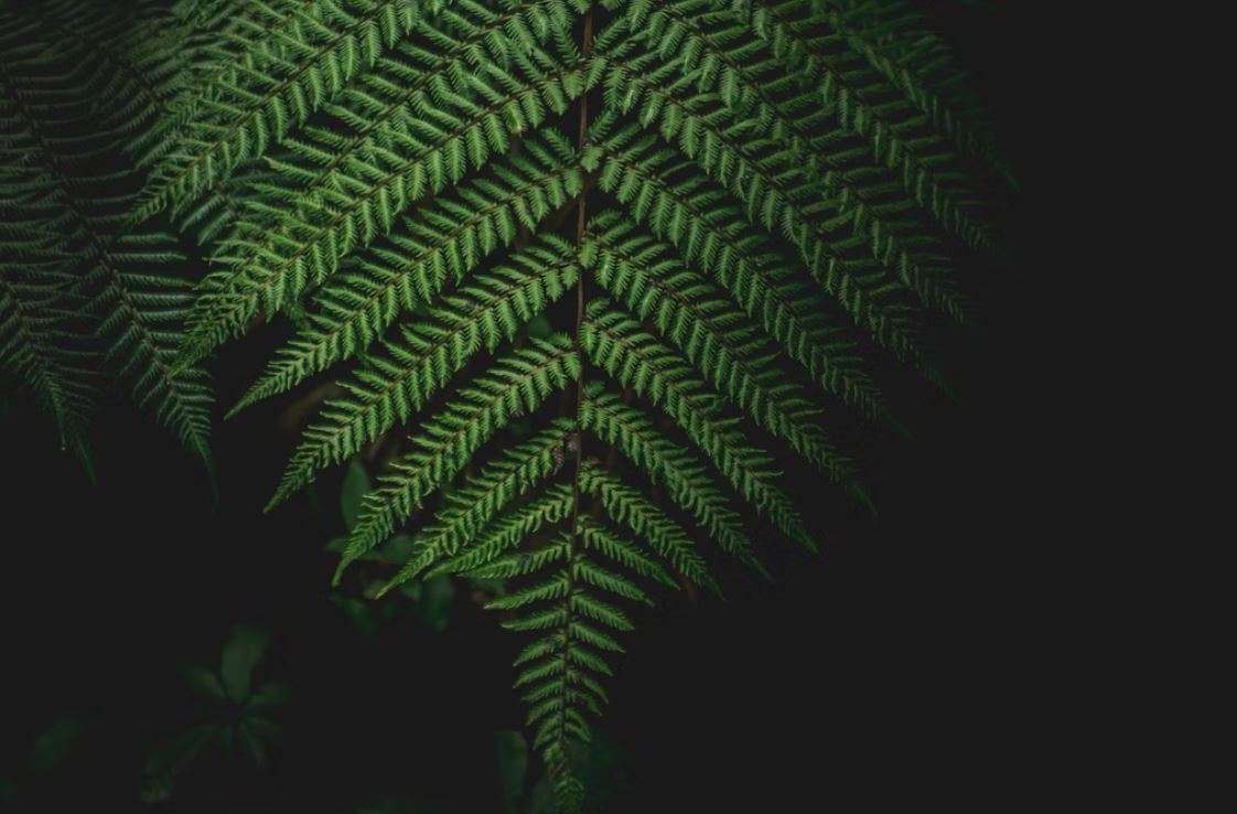 Green fern