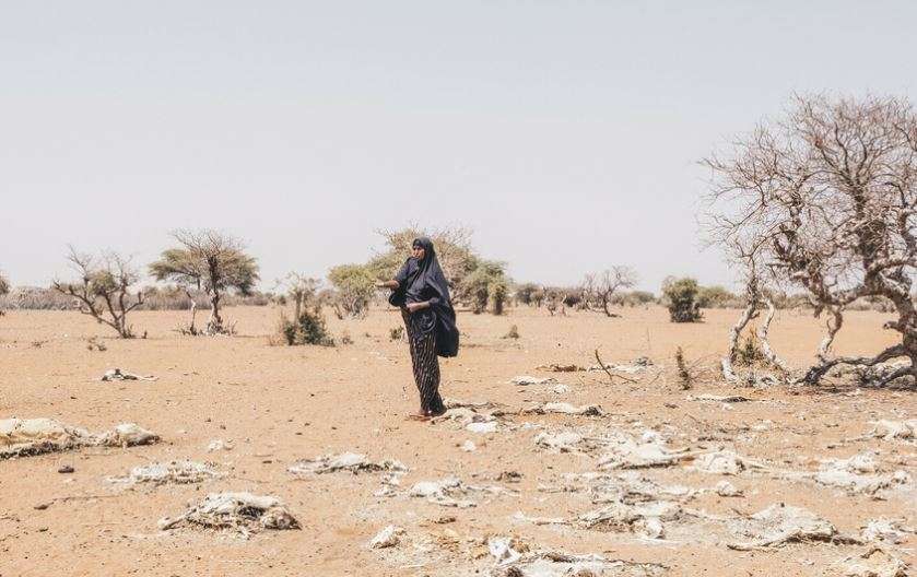 A person stands beside the remains of cattle