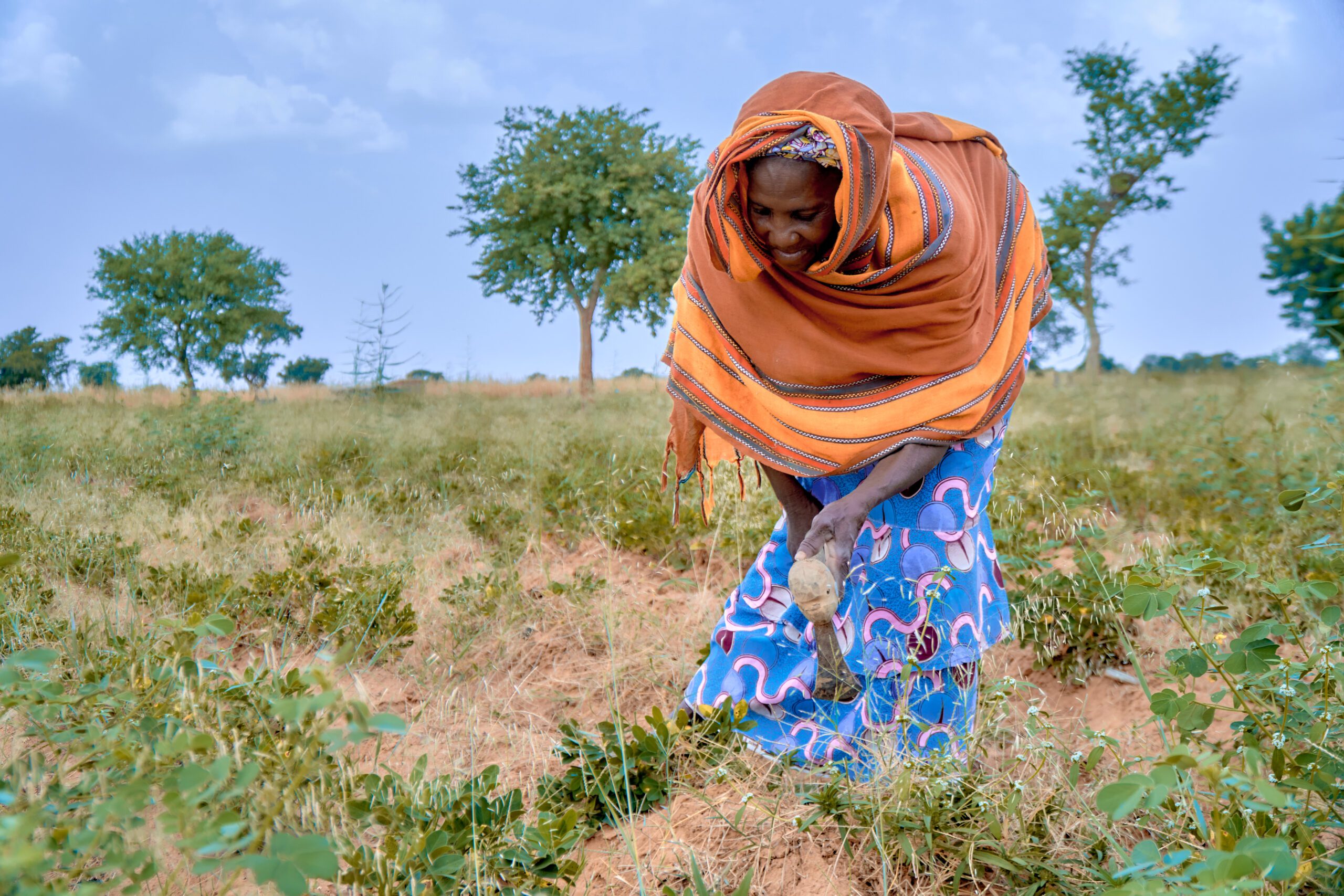 Satou maintaining plantation
