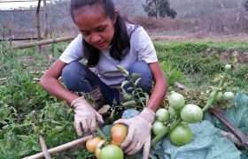 Ana harvests tomatoes