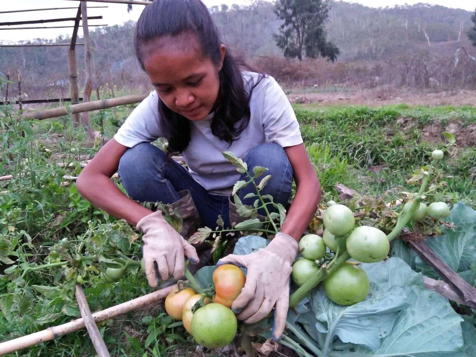Ana harvests tomatoes