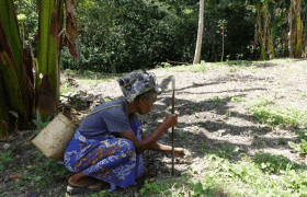 Women’s Experiences of Climate Change Impacts in Timor-Leste