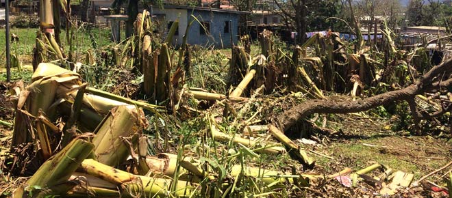 Damaged banana trees in Port Vila Photo Angus Hohenboken / Oxfam Damaged banana trees in Port Vila Photo Angus Hohenboken / Oxfam