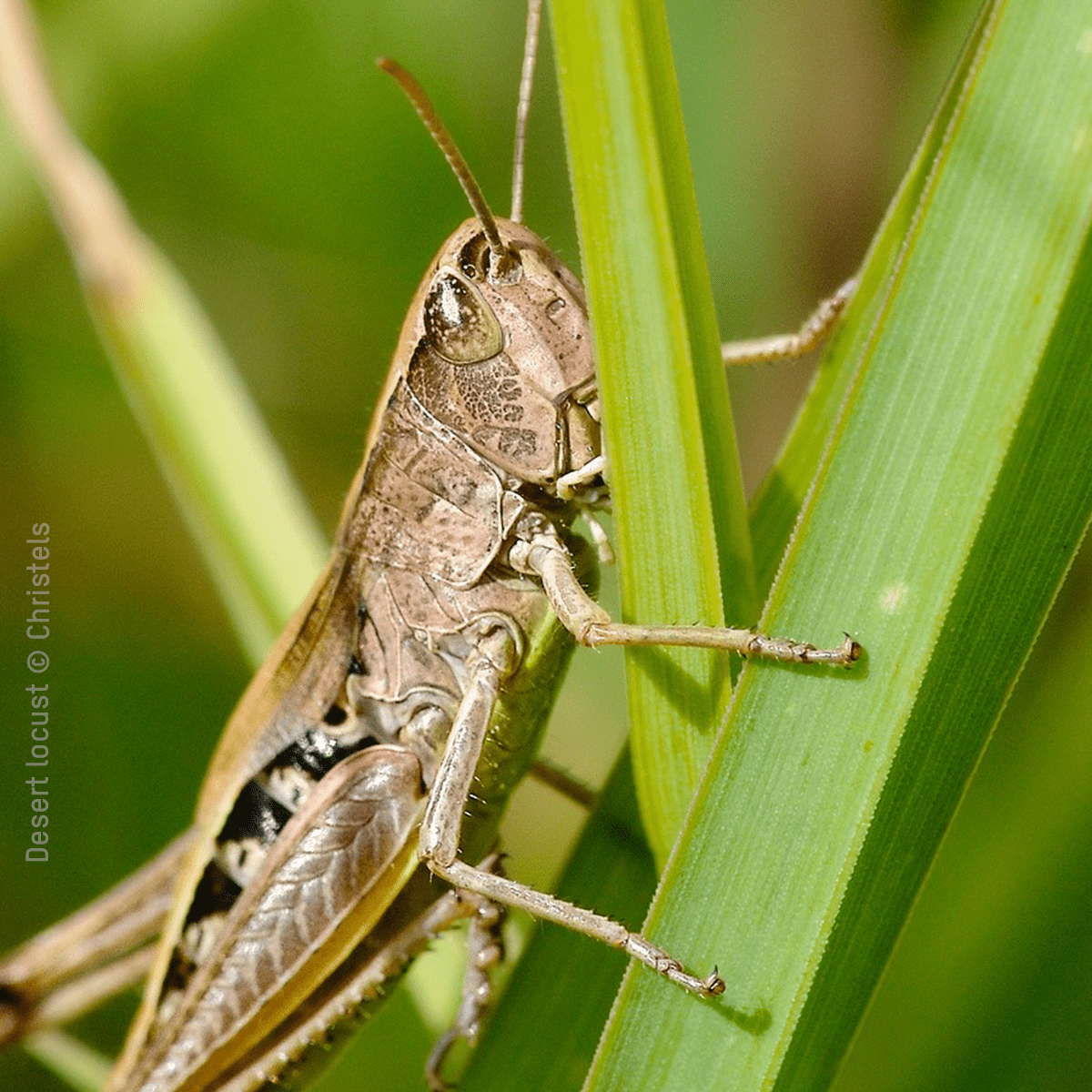 Locust Infestation