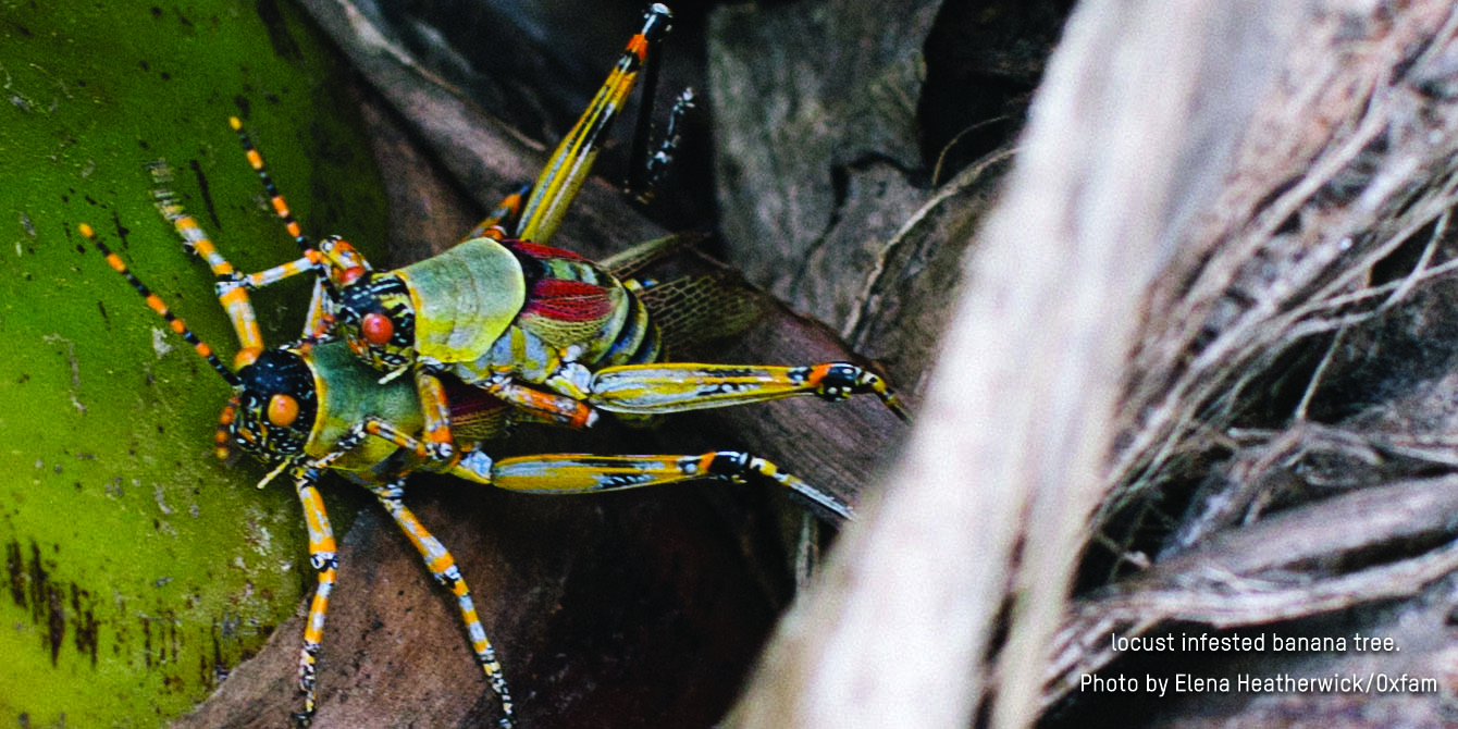 swarms of locusts
