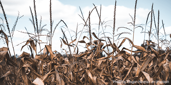 Growing Hunger with the Climate Crisis and the Pandemic in the Central American Dry Corridor