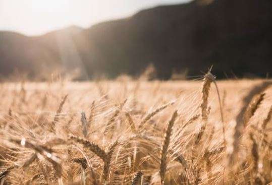 Wheat