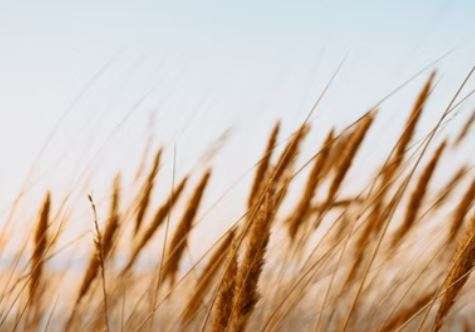 Grain